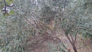 Larderia Superiore terreno