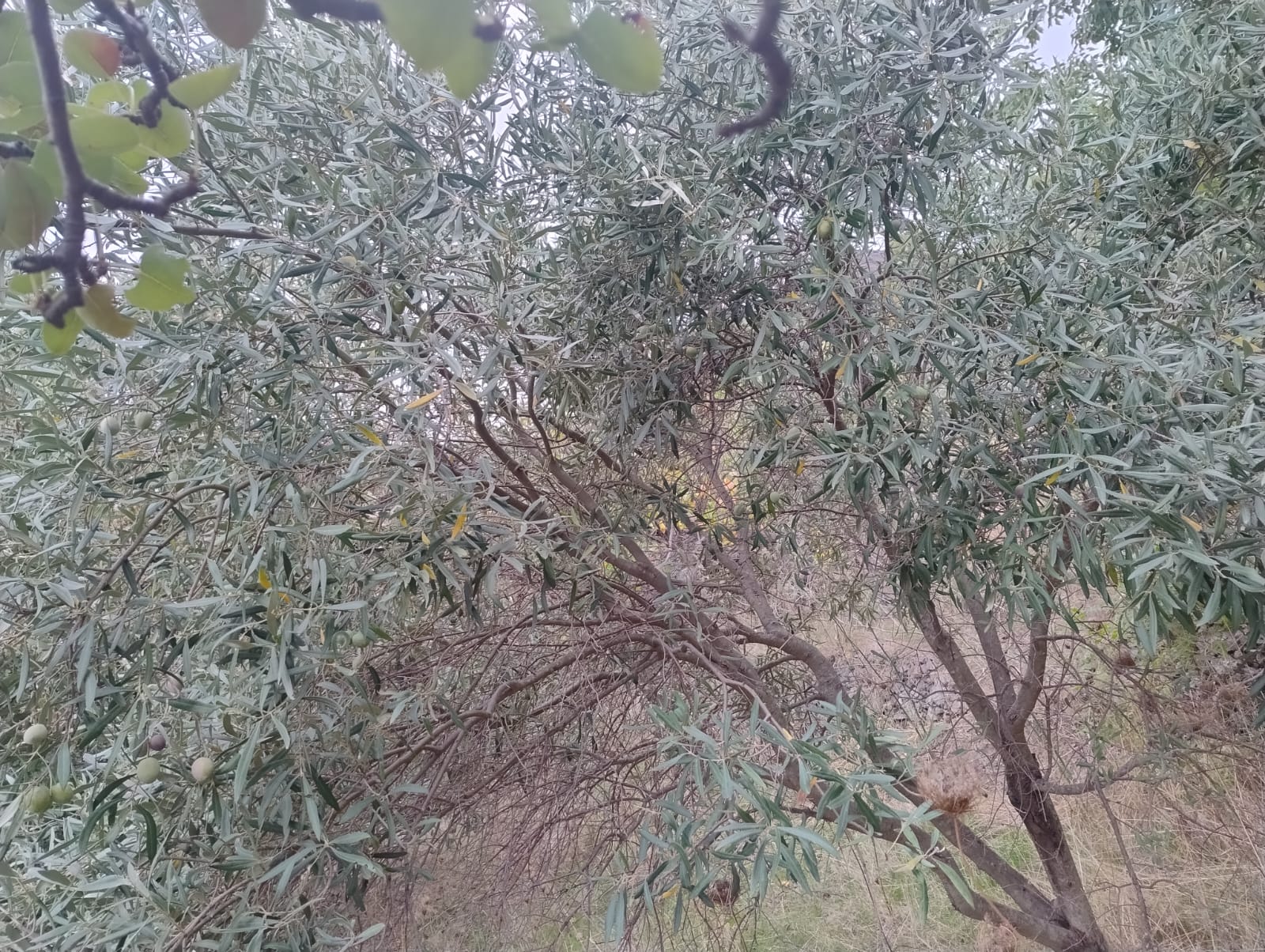 Larderia Superiore terreno