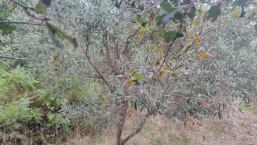 Larderia Superiore terreno