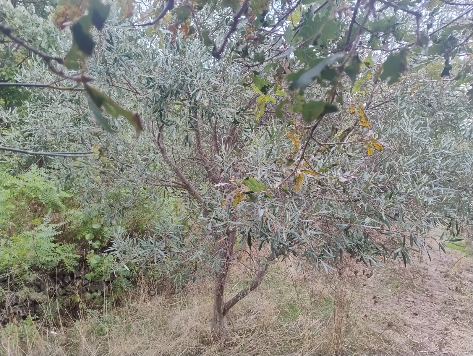Larderia Superiore terreno