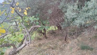 Larderia Superiore terreno