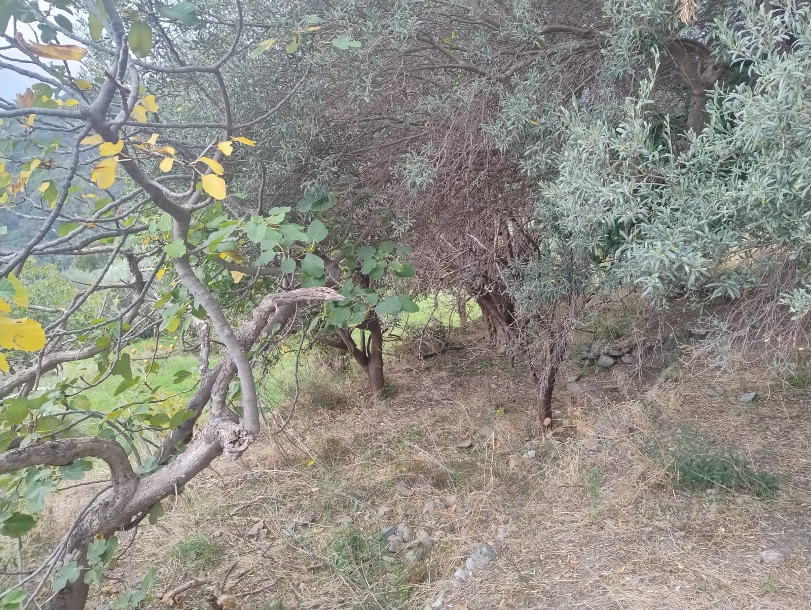 Larderia Superiore terreno