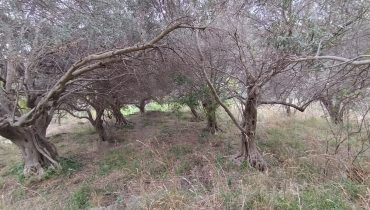Larderia Superiore terreno