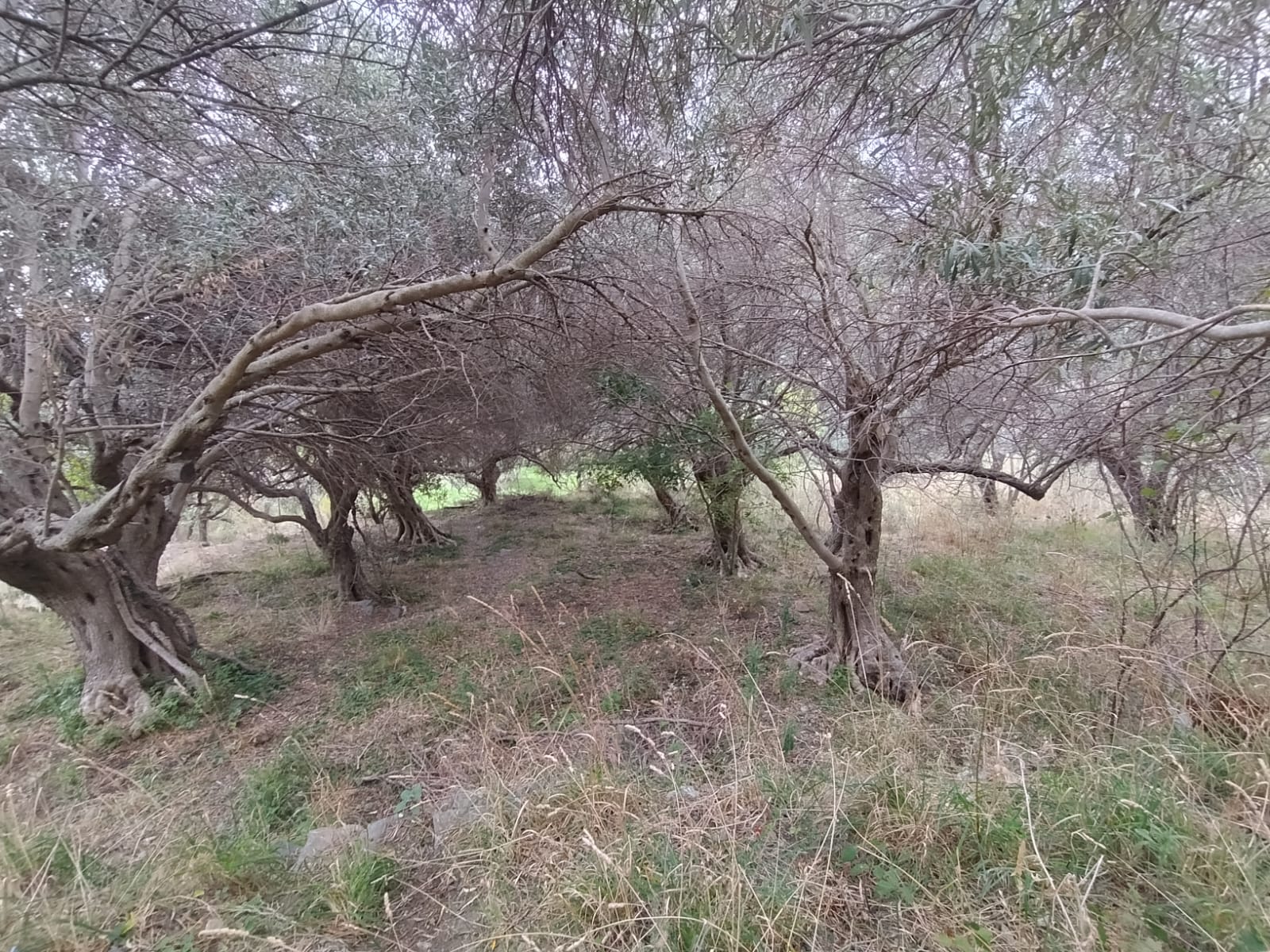 Larderia Superiore terreno