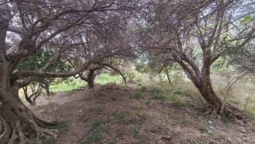 Larderia Superiore terreno