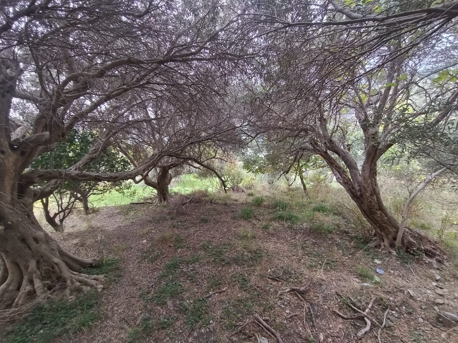 Larderia Superiore terreno