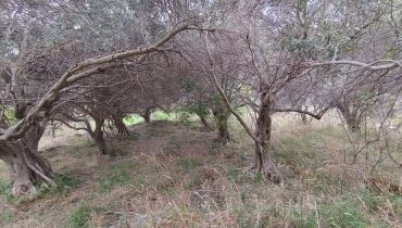 Larderia Superiore terreno