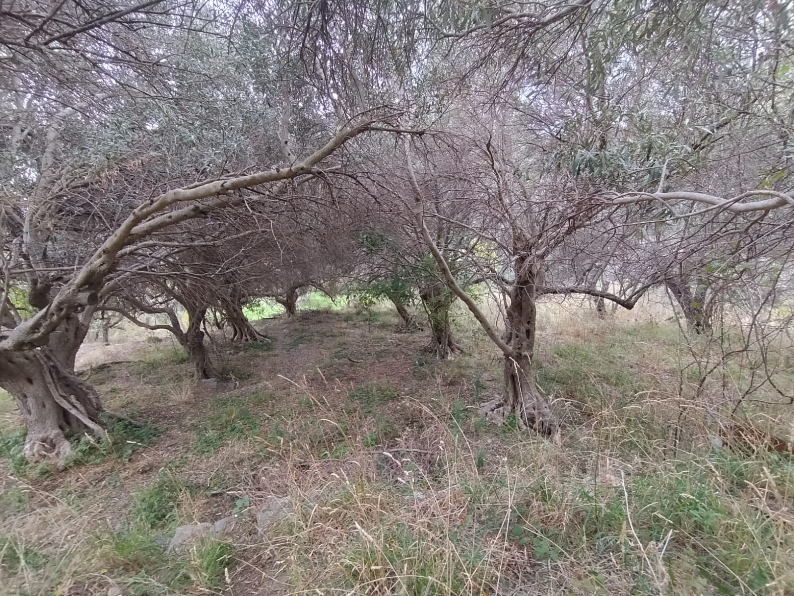 Larderia Superiore terreno