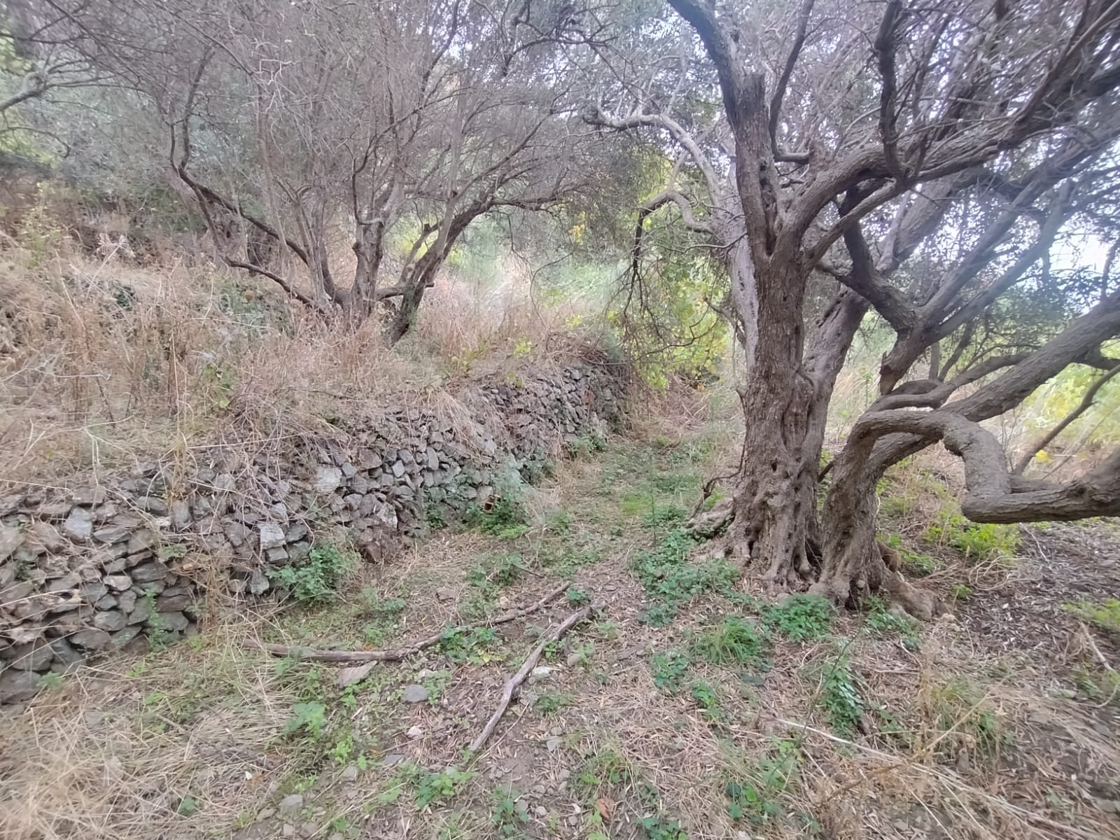 Larderia Superiore terreno