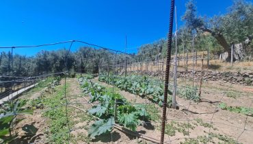 Bordonaro terreno con fabbricato